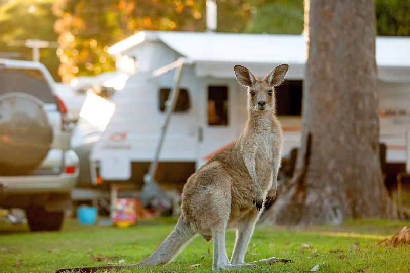 Big4 Nrma South West Rocks Holiday Park image