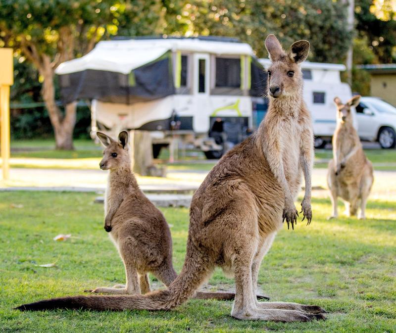 Big4 Nrma South West Rocks Holiday Park image