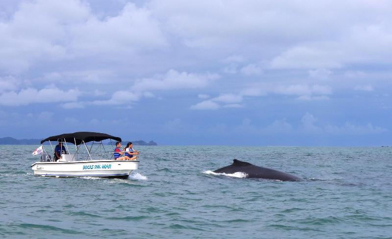 Bocas Del Mar Hotel image
