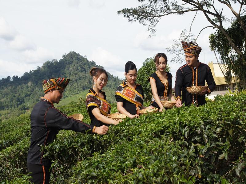Sabah Tea Garden image