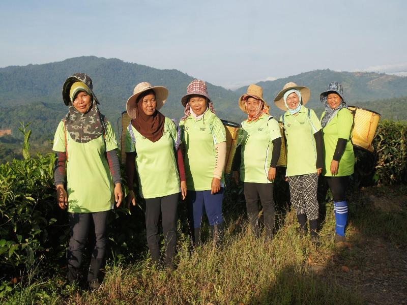 Sabah Tea Garden image