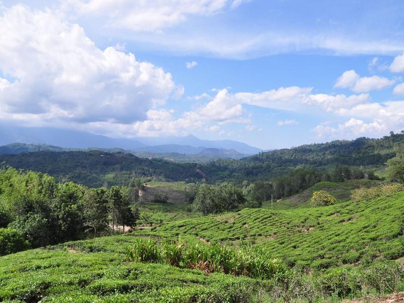 Sabah Tea Garden image