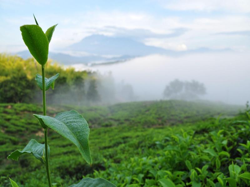 Sabah Tea Garden image