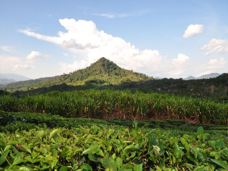Sabah Tea Garden image