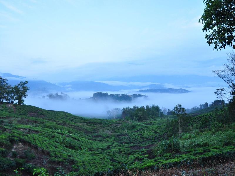 Sabah Tea Garden image