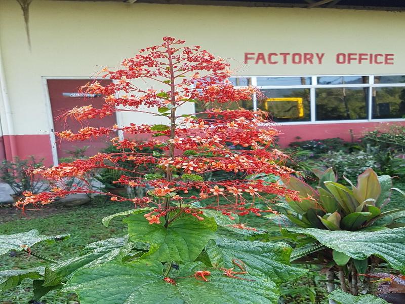 Sabah Tea Garden image