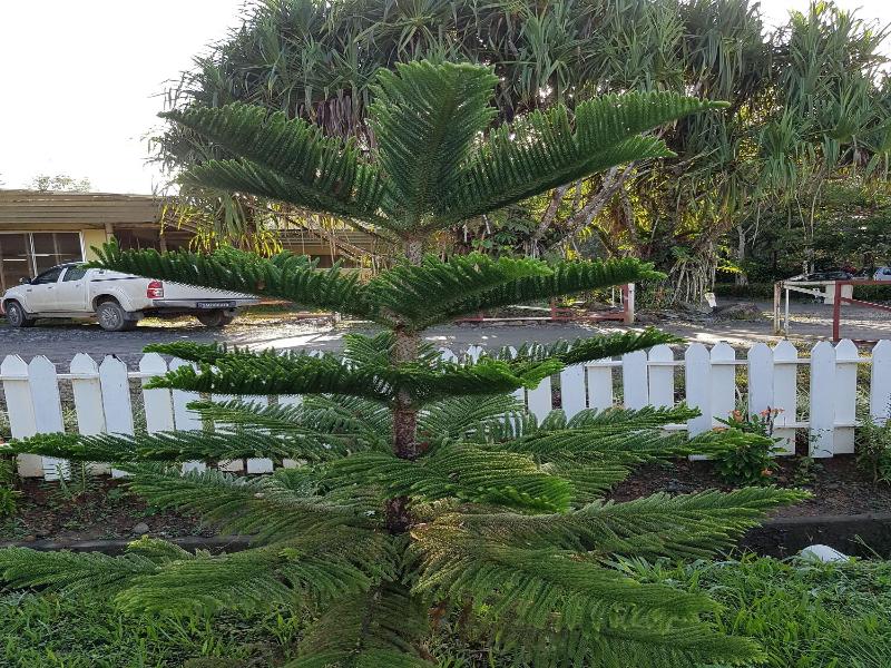 Sabah Tea Garden image
