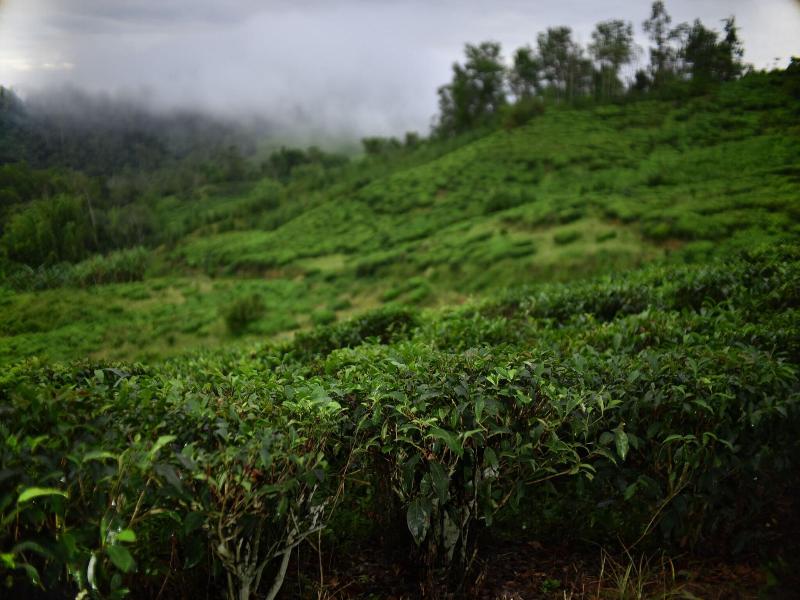 Sabah Tea Garden image