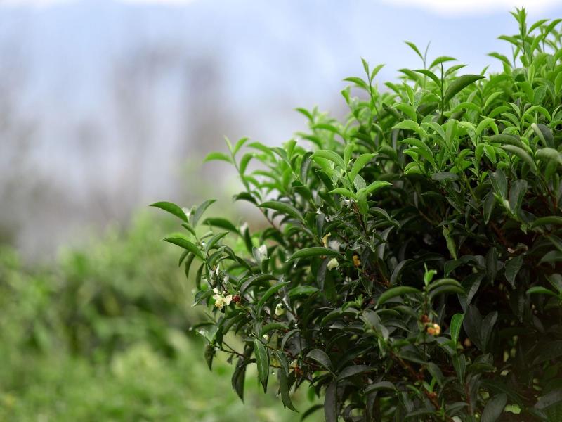 Sabah Tea Garden image