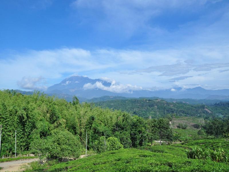 Sabah Tea Garden image