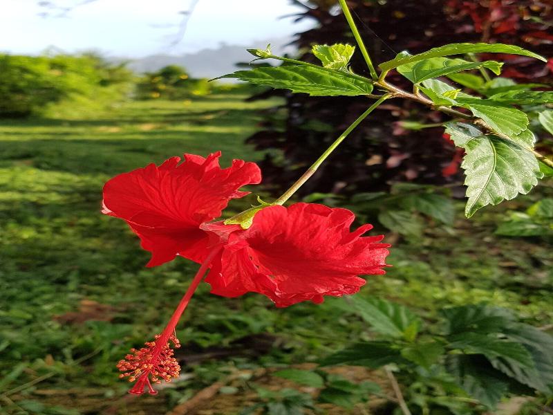 Sabah Tea Garden image