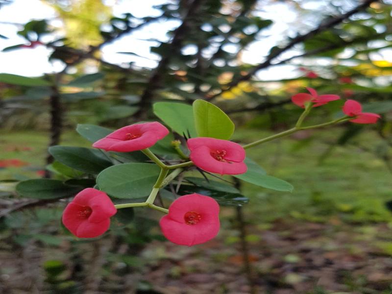 Sabah Tea Garden image