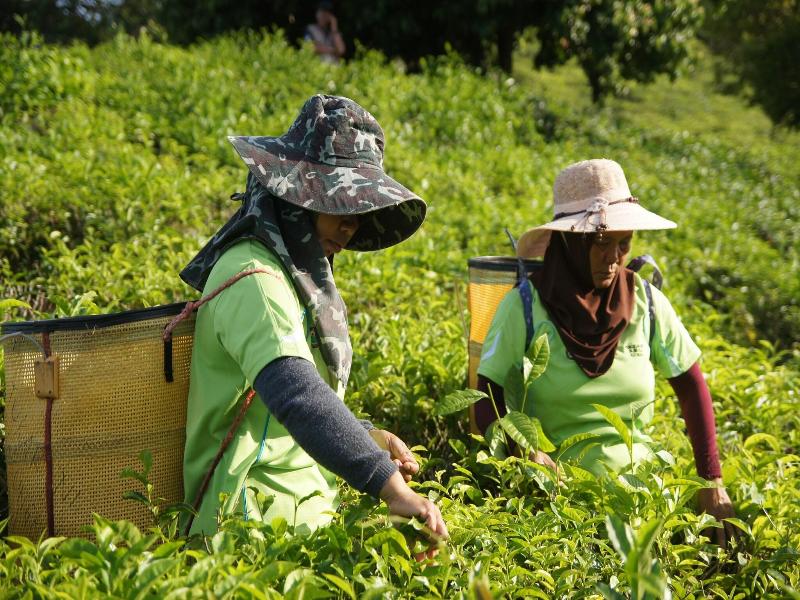 Sabah Tea Garden image