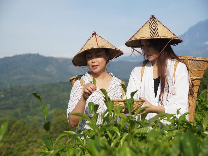 Sabah Tea Garden image
