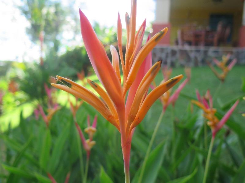 Seagull Cove Resort image
