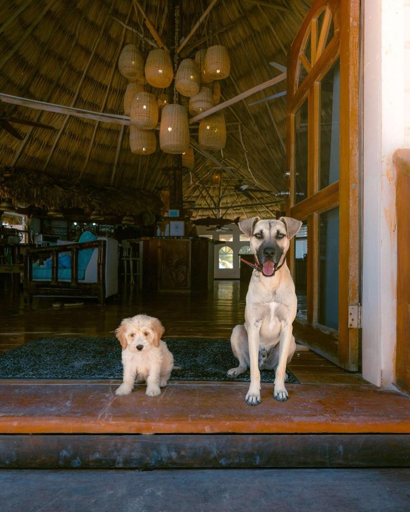 Thatch Caye, a Muy'Ono Resort image