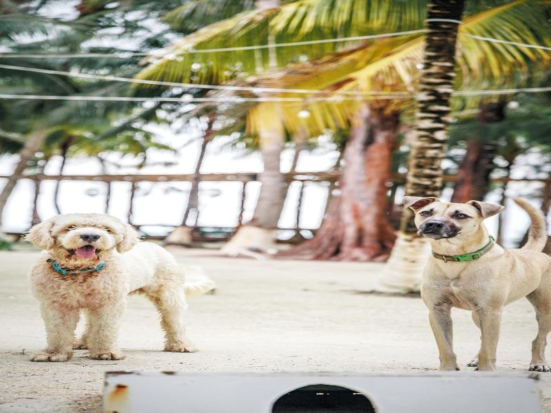 Thatch Caye, a Muy'Ono Resort image