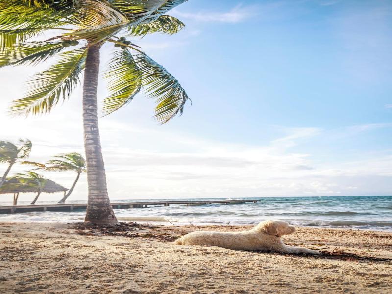 Thatch Caye, a Muy'Ono Resort image