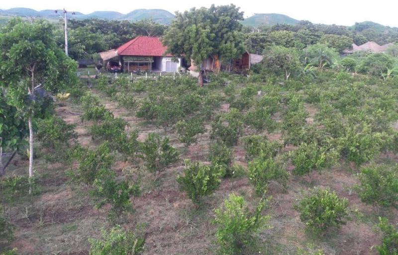 Ekas Garden Bungalow image