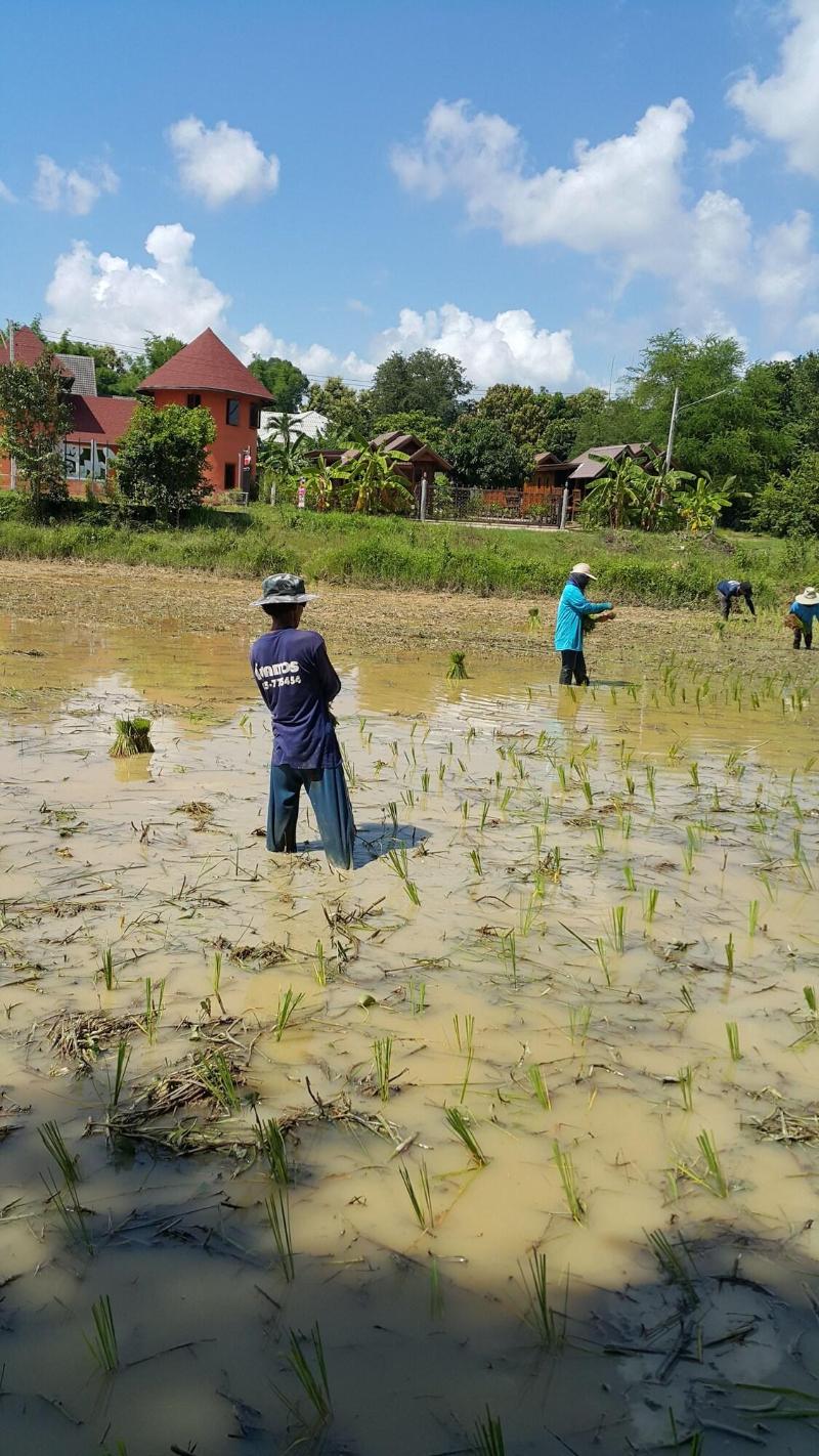 Khemmarat Baandin Resort — general view