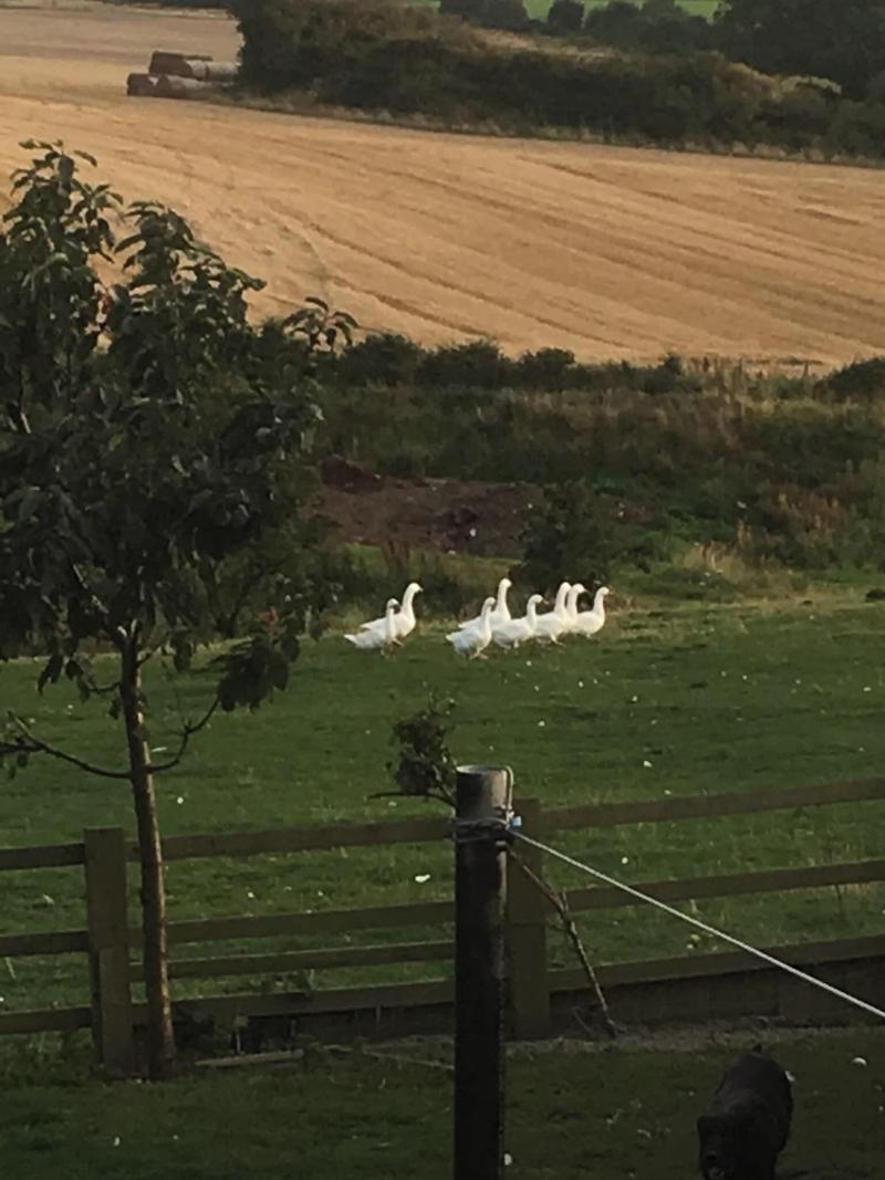 Townend Farm Bed And Breakfast image