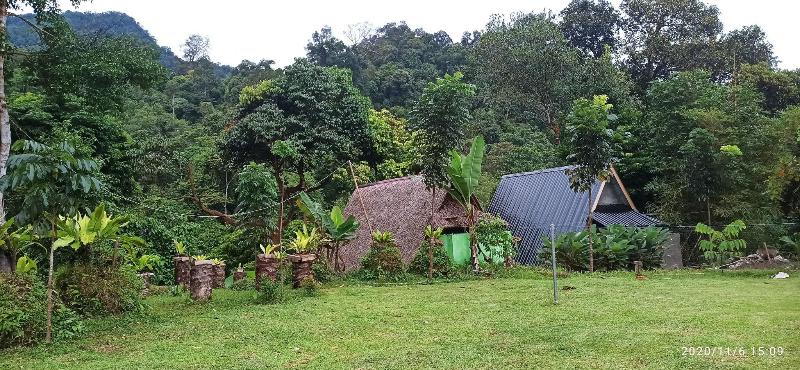 Green Forest Tangkahan image