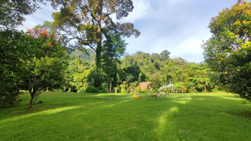 Green Forest Tangkahan image
