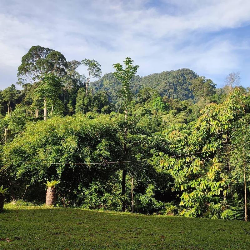 Green Forest Tangkahan image