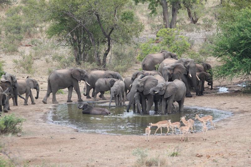 Makumu Private Game Lodge image