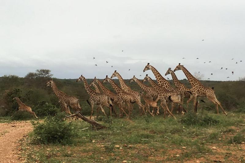 Makumu Private Game Lodge image