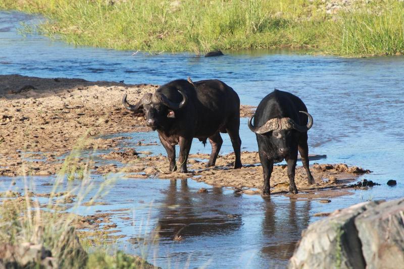 Makumu Private Game Lodge image