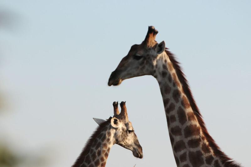 Makumu Private Game Lodge image
