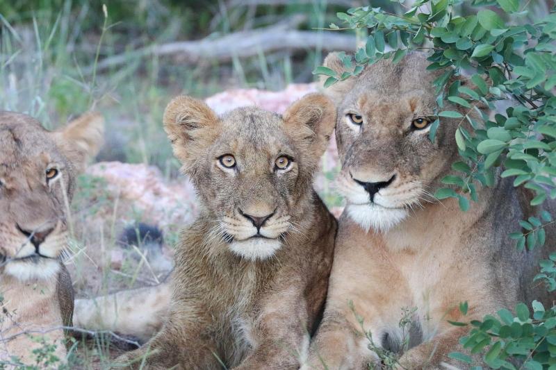 Makumu Private Game Lodge image