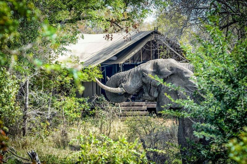 Honeyguide Tented Safari Camps-Montobeni image
