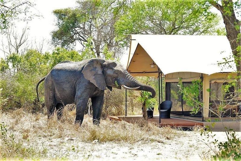 Honeyguide Tented Safari Camps-Montobeni image