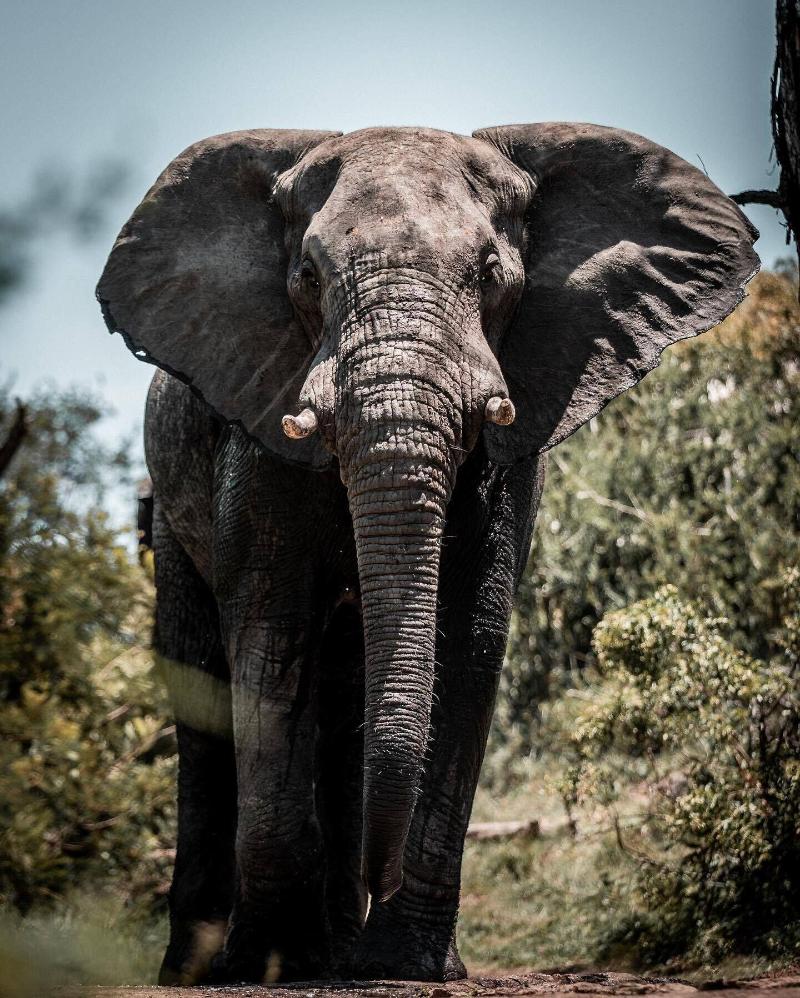 Honeyguide Tented Safari Camps-Montobeni image