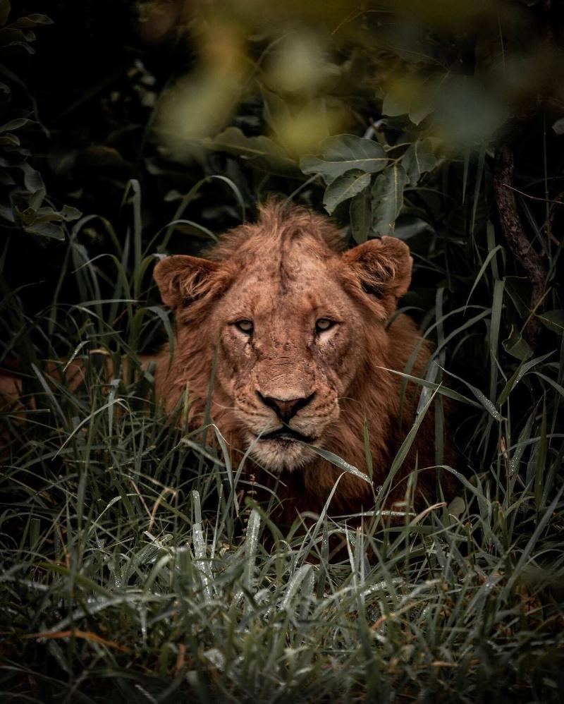 Honeyguide Tented Safari Camps-Montobeni image