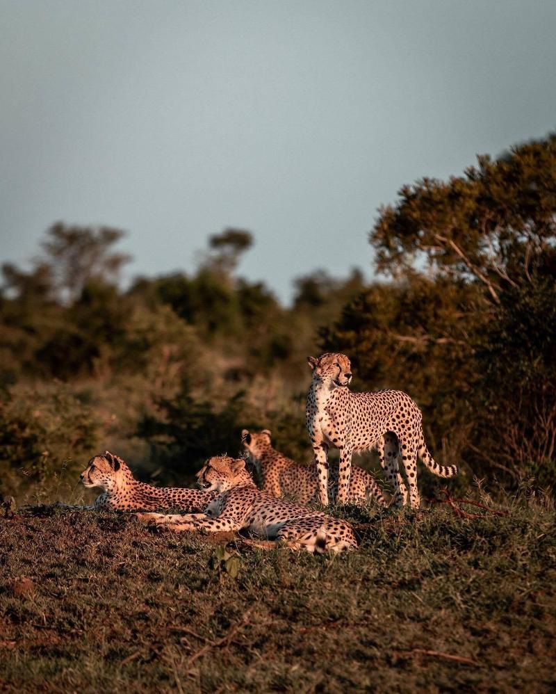 Honeyguide Tented Safari Camps-Montobeni image
