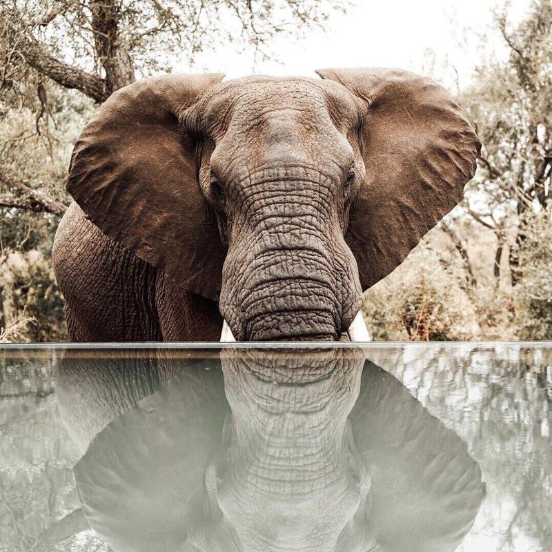 Honeyguide Tented Safari Camps-Montobeni image