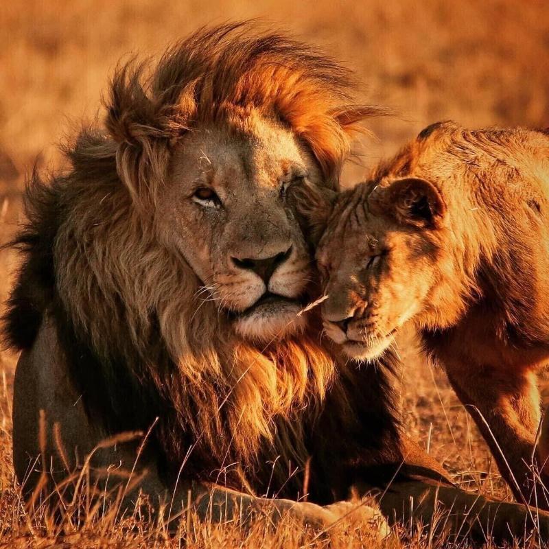 Honeyguide Tented Safari Camps-Montobeni image