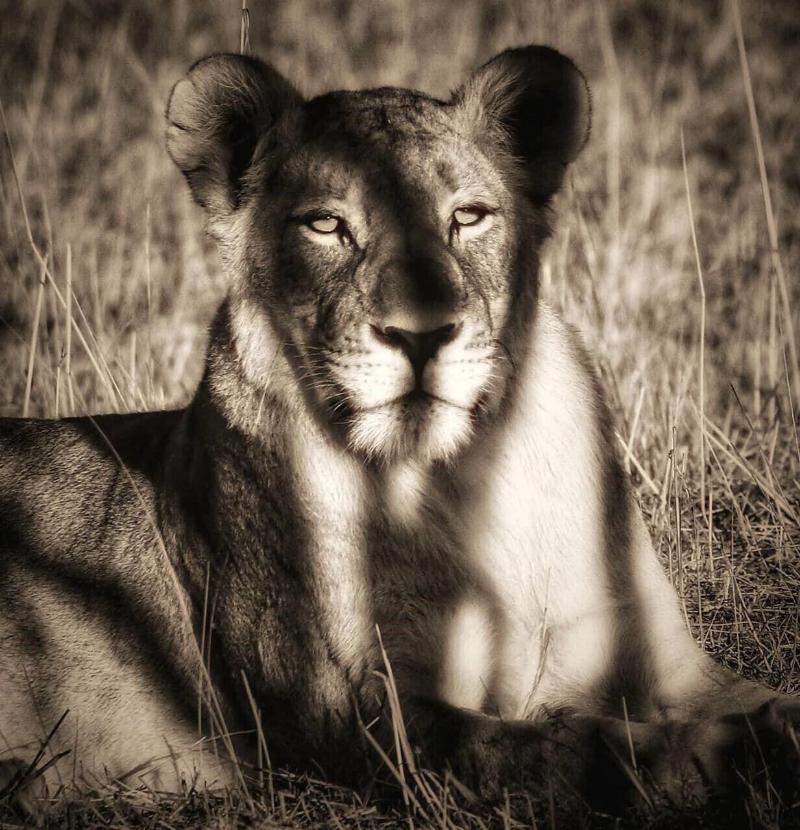 Honeyguide Tented Safari Camps-Montobeni image