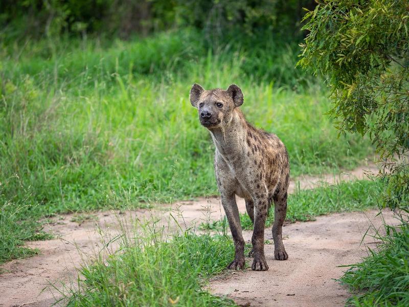 Honeyguide Tented Safari Camps-Montobeni image