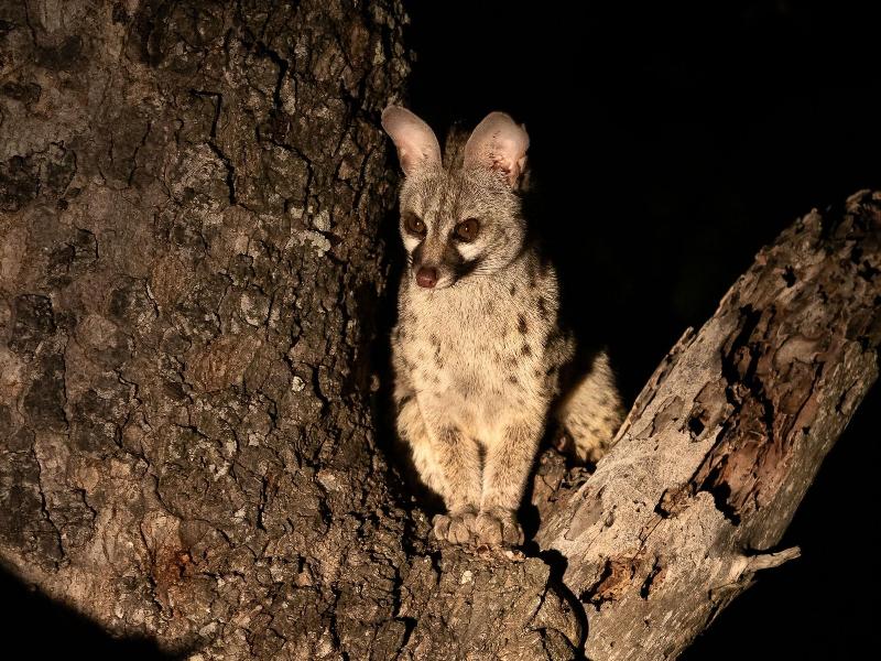 Honeyguide Tented Safari Camps-Montobeni image