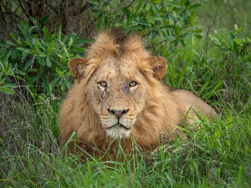 Honeyguide Tented Safari Camps-Montobeni image