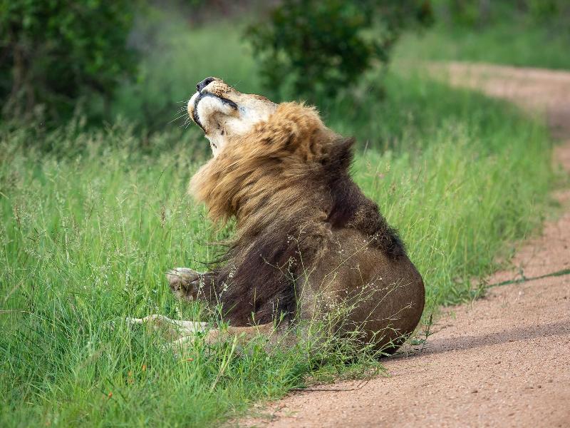 Honeyguide Tented Safari Camps-Montobeni image