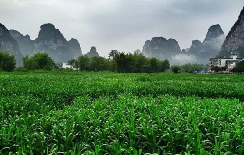 Mingshi Red Bean Restaurant Homestay image