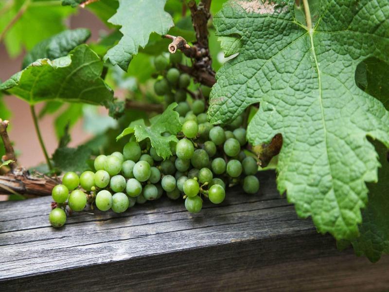 Wine Country Inn Palisade image
