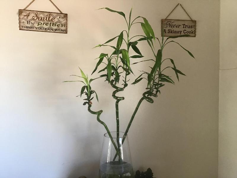 Mt Pleasant Bnb image