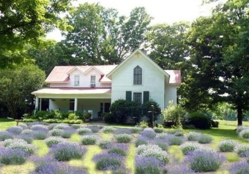 Mulberry Lavender Farm and B&B image