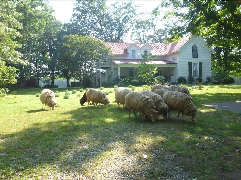 Mulberry Lavender Farm and B&B image